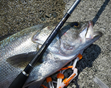 Bass Rods