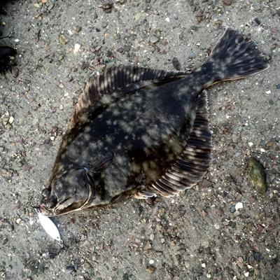 Flounder